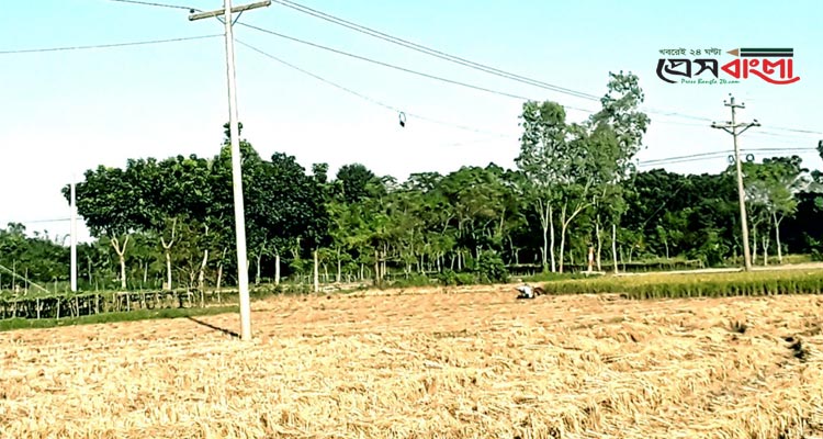 ঠাকুরগাঁয়ে আগাম ধান কাটা শুরু, ন্যায্য দাম পাওয়ায় কৃষকের মুখে হাসি
