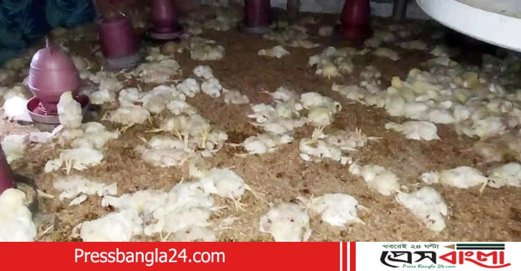 কু প্রস্তাবে রাজি না হওয়ায় ফার্মের মুরগী পিষে মারলো বখাটে